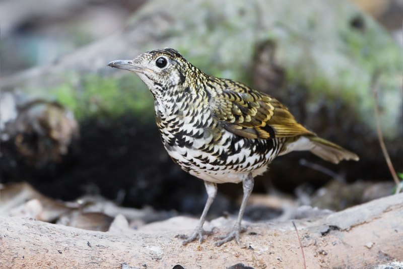 Stare Vogel