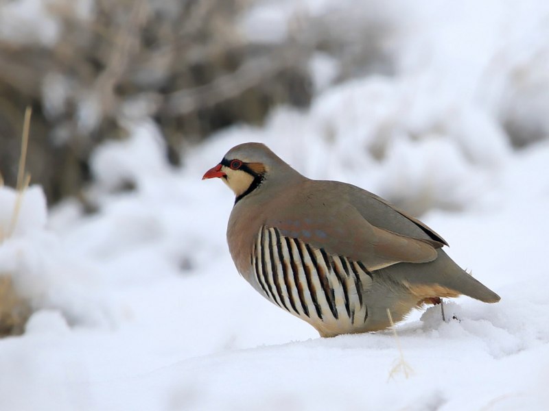 Кеклик (Alectoris Chukar)