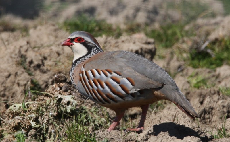 Alectoris Chukar
