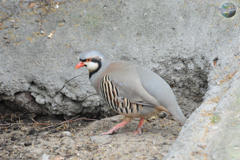Alectoris Chukar