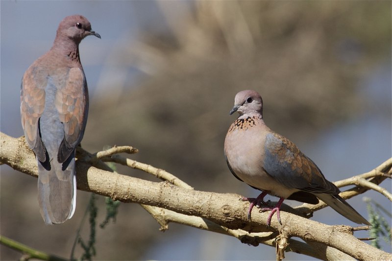 Вяхирь (Columba palumbus l.)