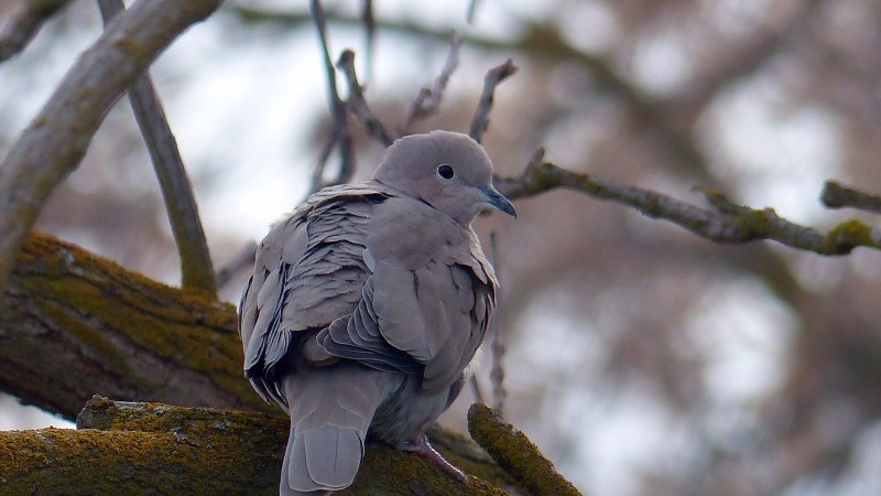 Обыкновенная Горлица (Streptopelia Turtur)
