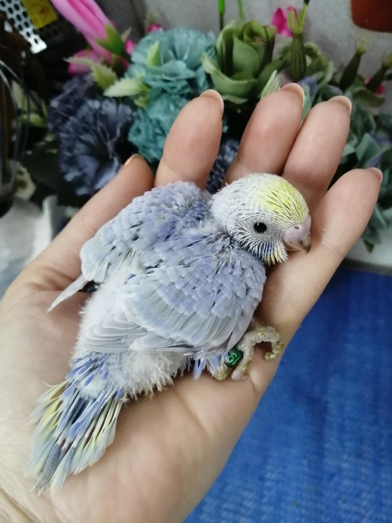 Попугайчики птенцы