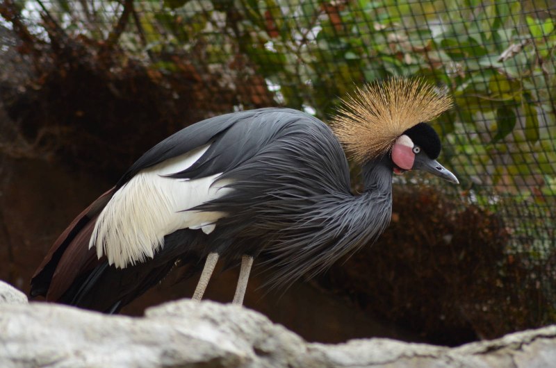 Grus japonensis