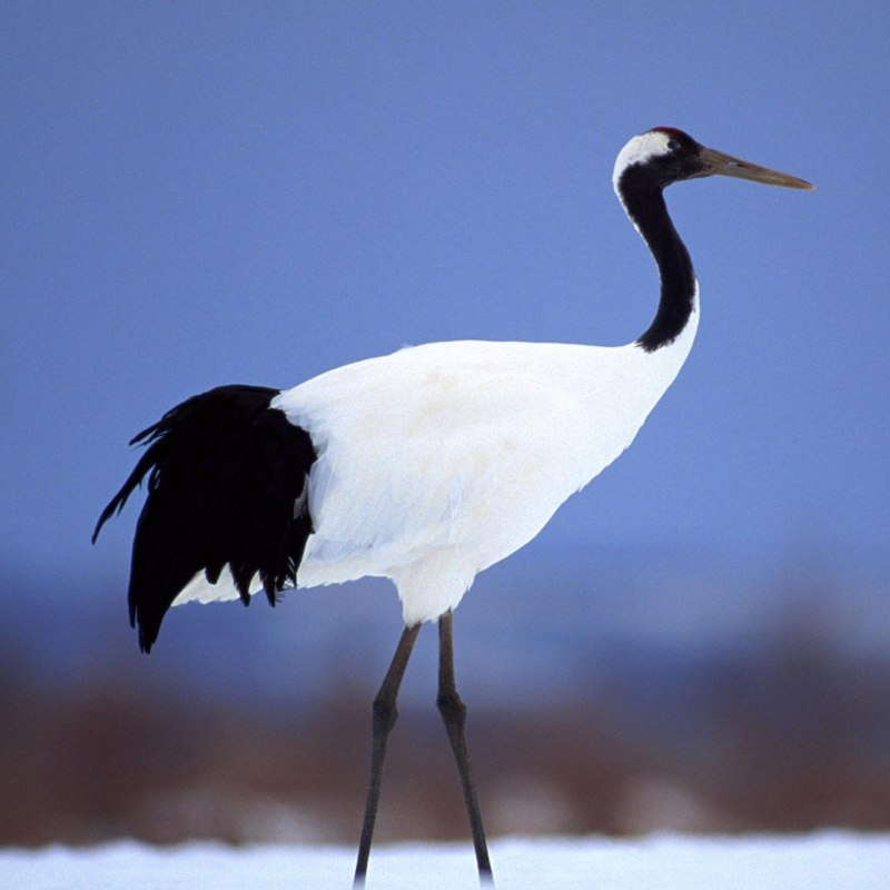Order of the Crested Crane