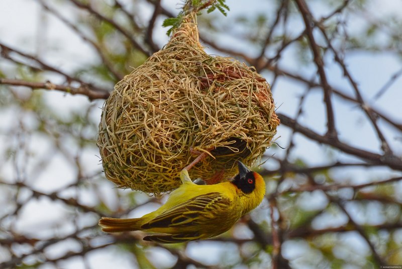 Ткачики птицы гнездо (46 фото)