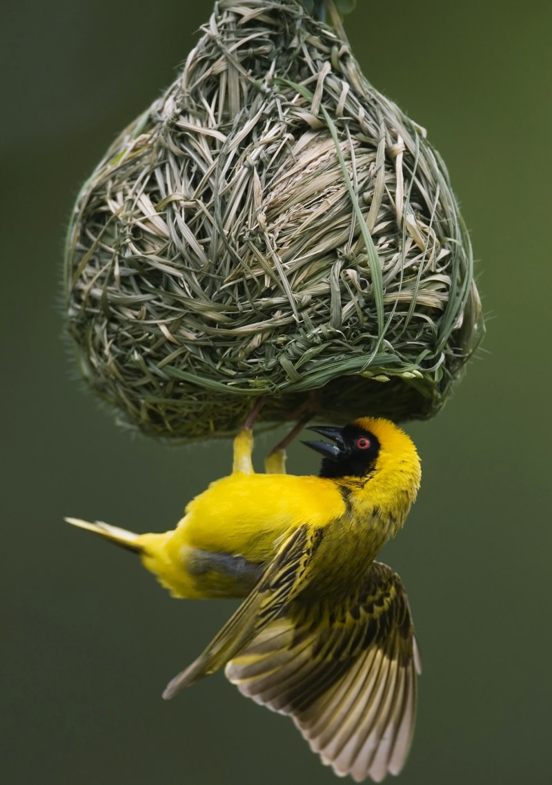 Птица ткачик гнездо фото