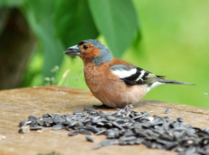 Fringilla teydea (голубой Зяблик)