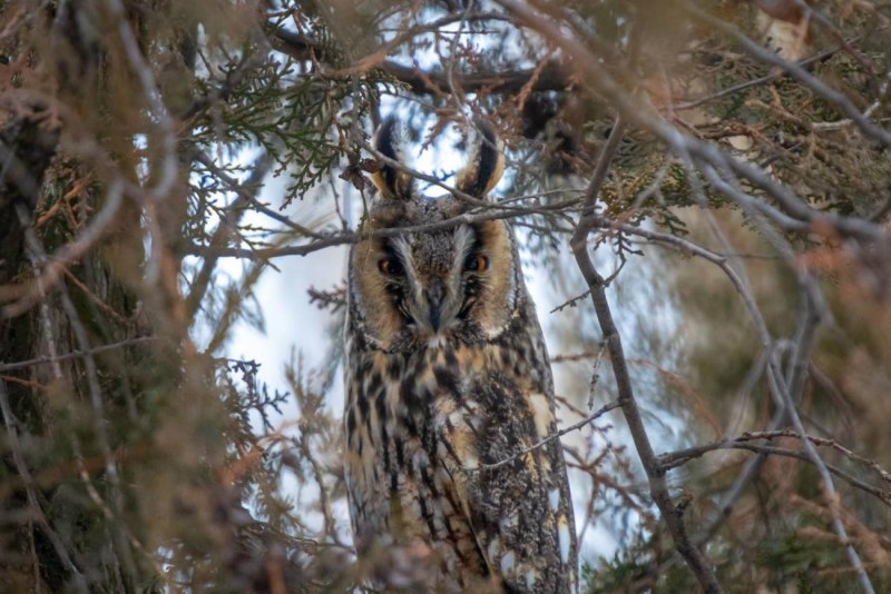 Long eared Owl