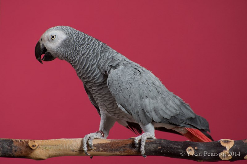 Psittacus Erithacus