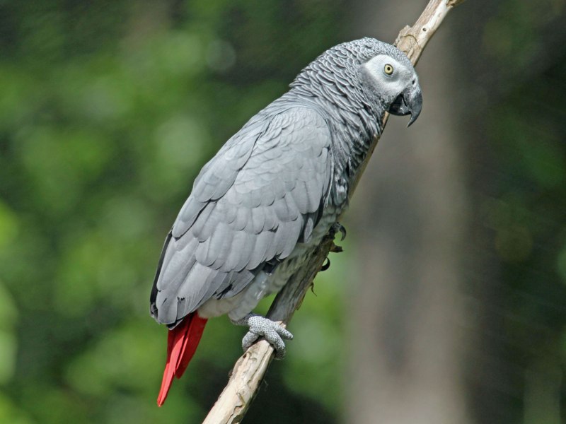 Краснохвостый попугай (31 фото)