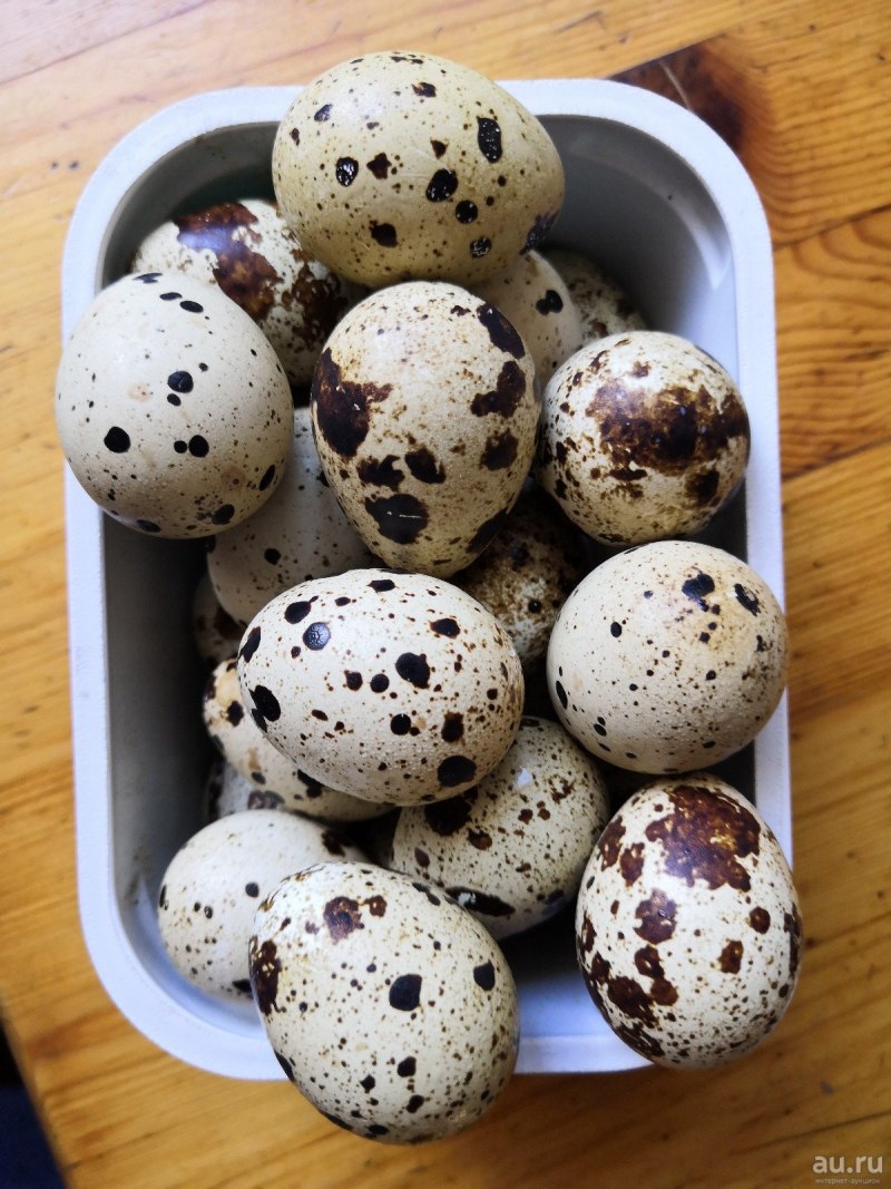 Перепелка с яйцами
