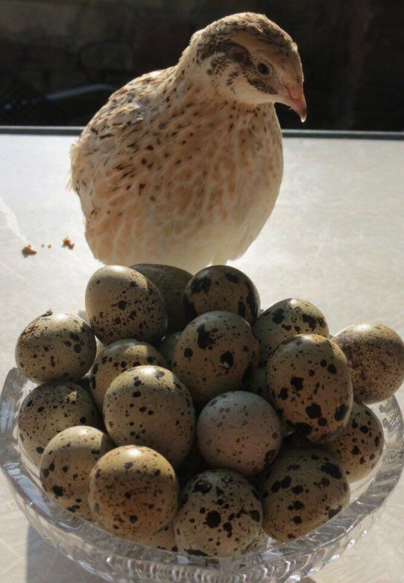 Инкубационное яйцо перепела