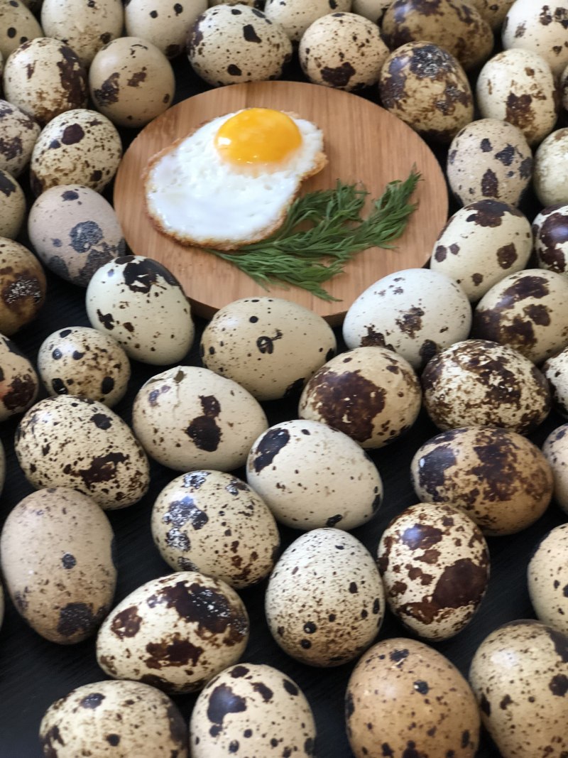 Перепелка с яйцами