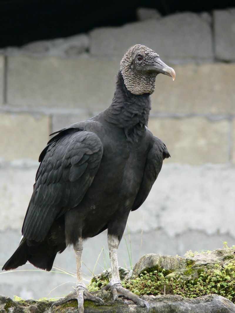 Coragyps atratus