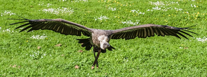 The Gray House Vulture