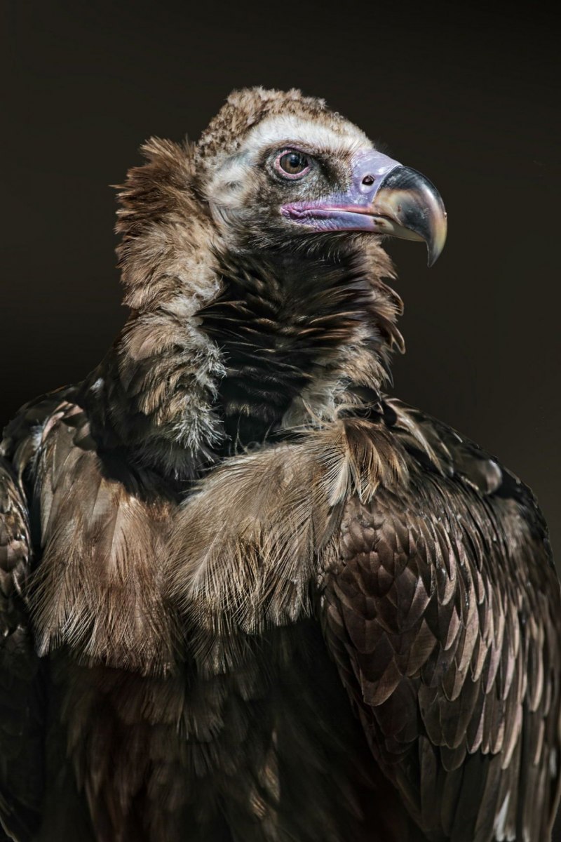 Cinereous Vulture