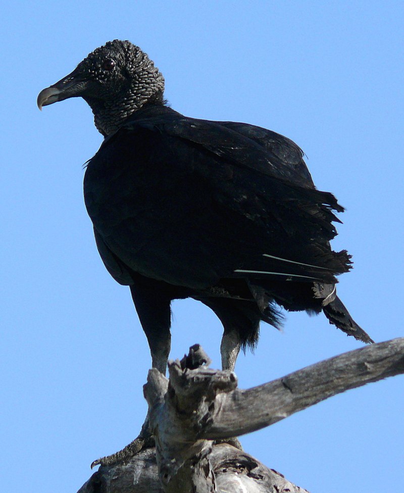 Американская черная катарта (Coragyps atratus)