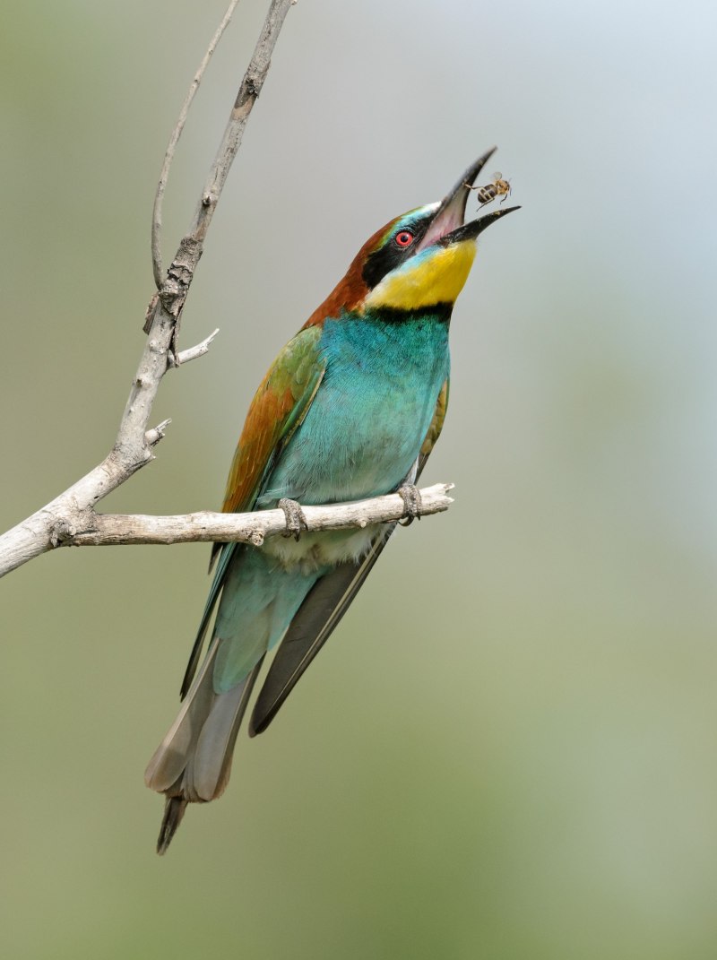 Золотистая щурка merops apiaster