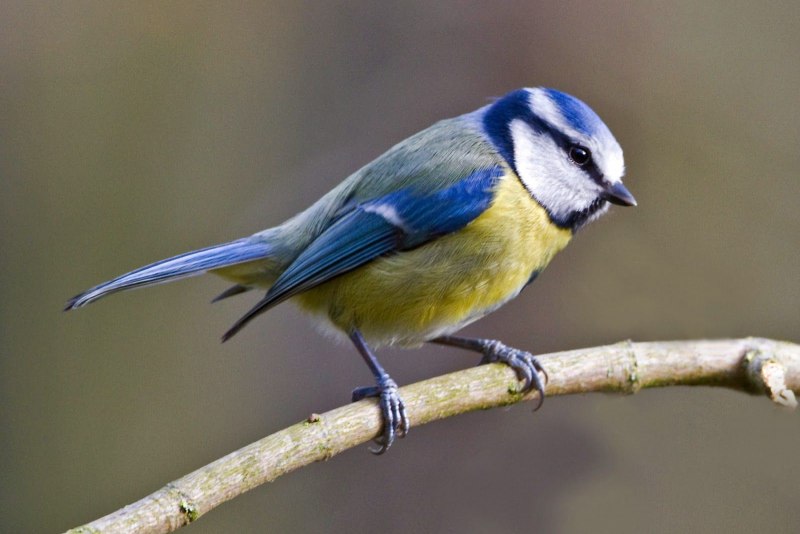 Синица Parus Major