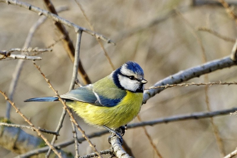 Синица Parus Major