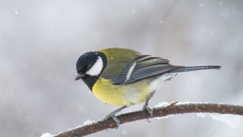Синица Parus Major