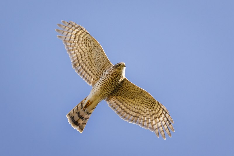 Ястреб-перепелятник (Accipiter nisus)