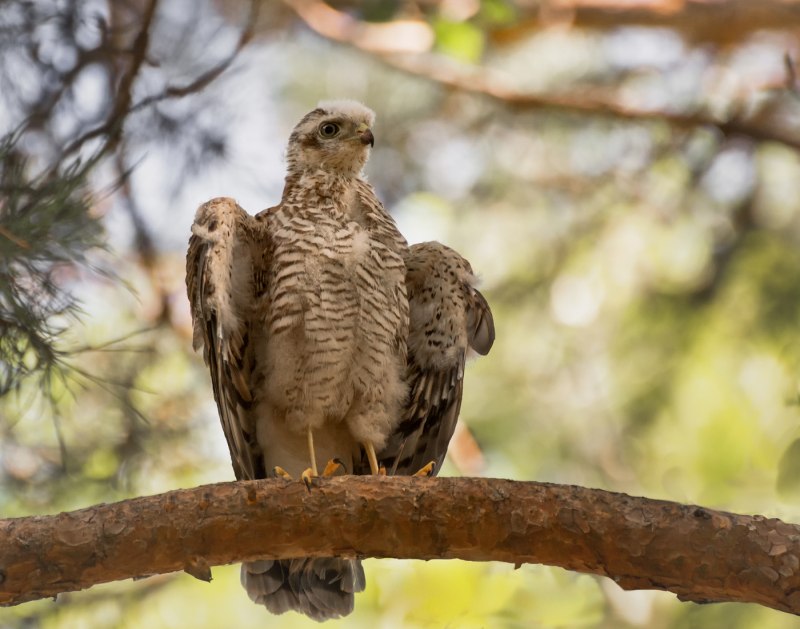Accipiter nisus перепелятник