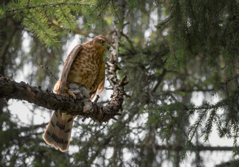 Тетеревятник (Accipiter gentilis)