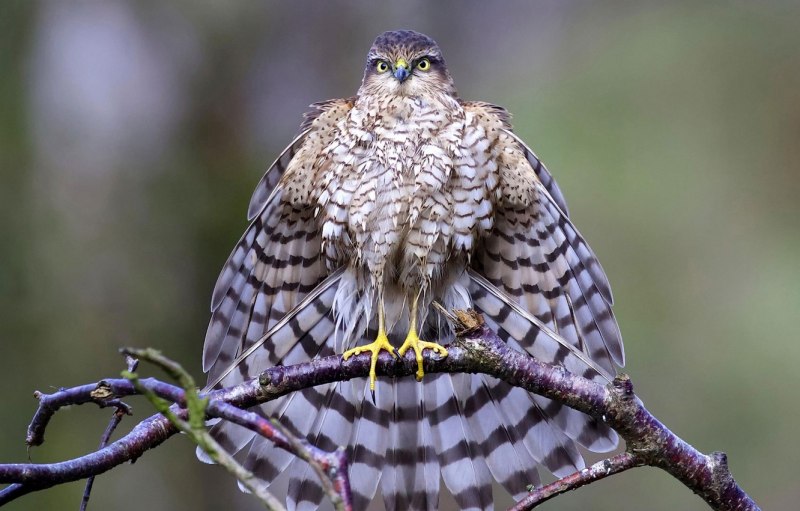 Малый перепелятник (Accipiter gularis