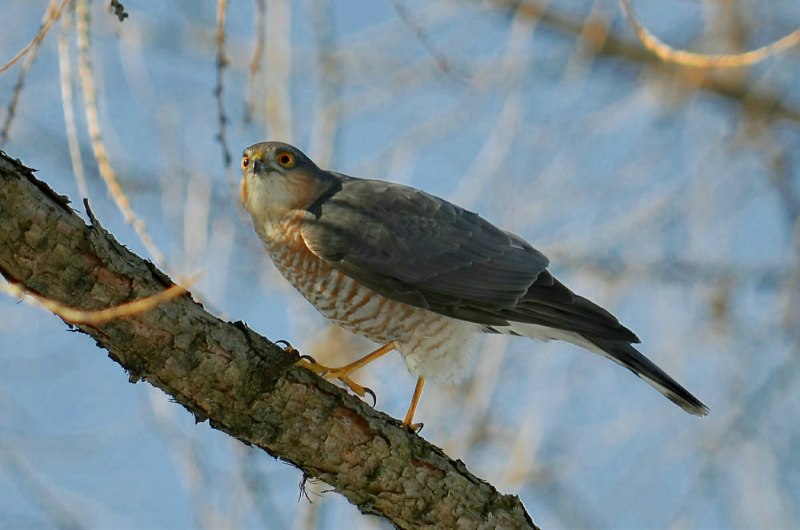 Ястреб-перепелятник (Accipiter nisus)