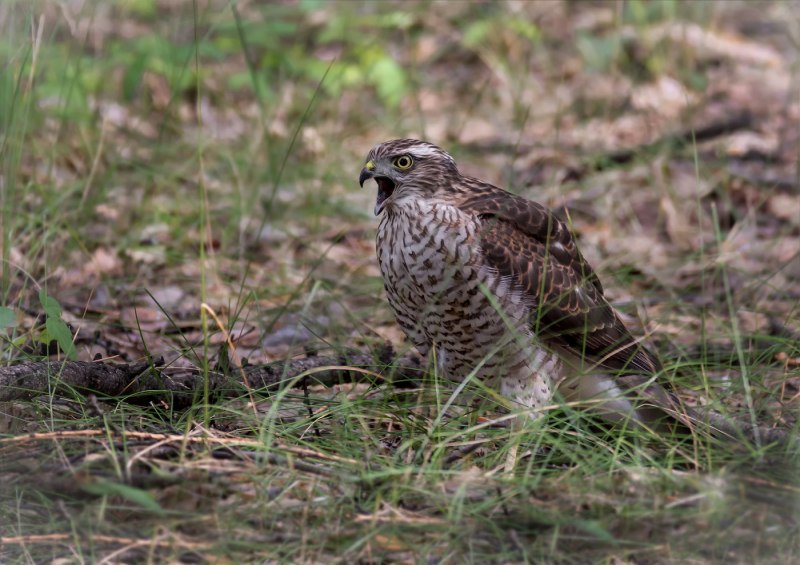 Accipiter nisus перепелятник