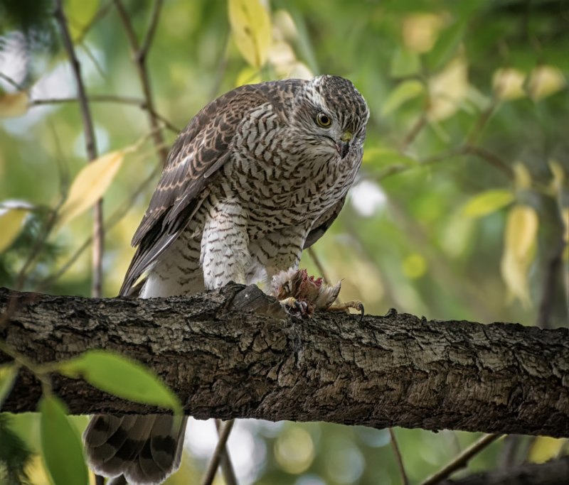 Accipiter nisus перепелятник
