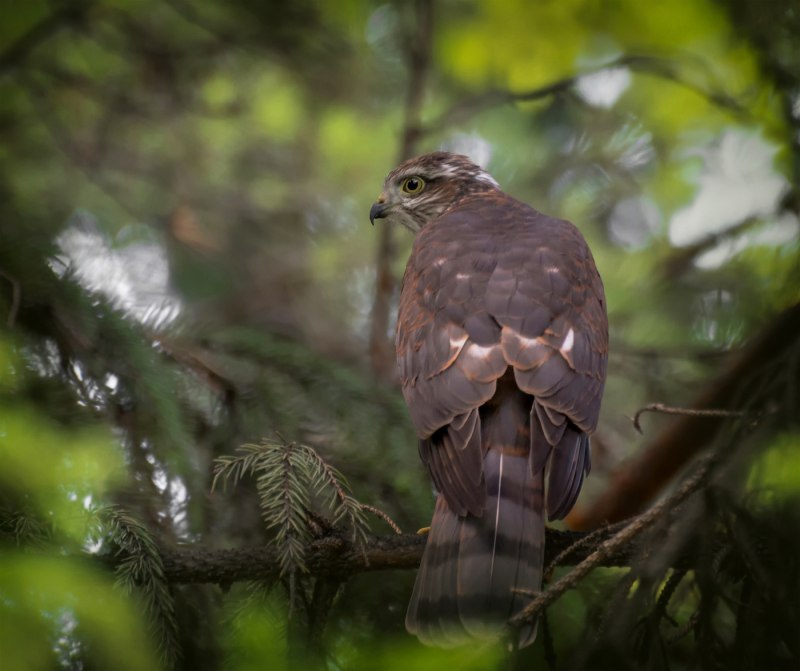 Ястреб-перепелятник (Accipiter nisus)