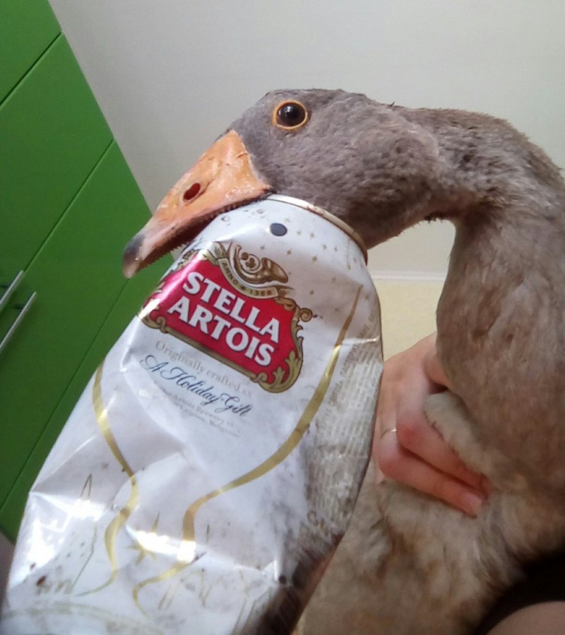Смешной Гусь