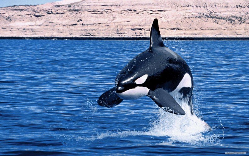 Косатка Orcinus Orca