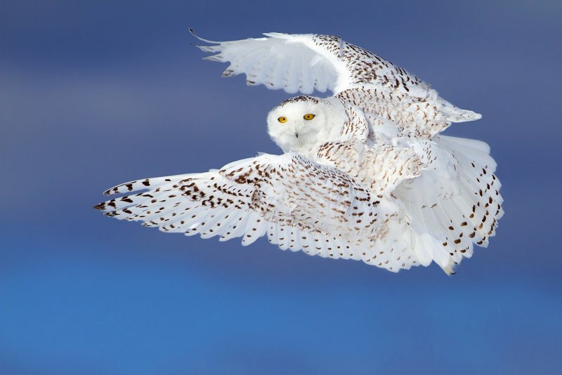Белая сова в полете (68 фото)