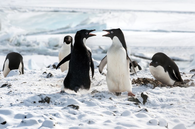 Пингвины Disneynature
