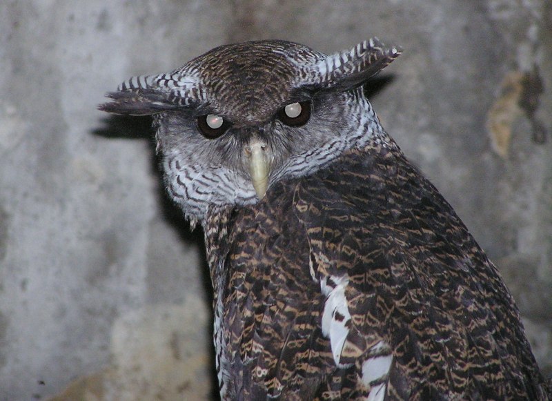 Bubo sumatranus