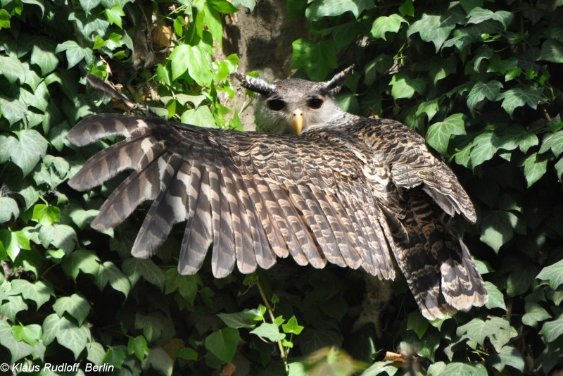 Bubo nipalensis