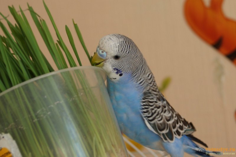 Голубая самка волнистого попугая (67 фото)