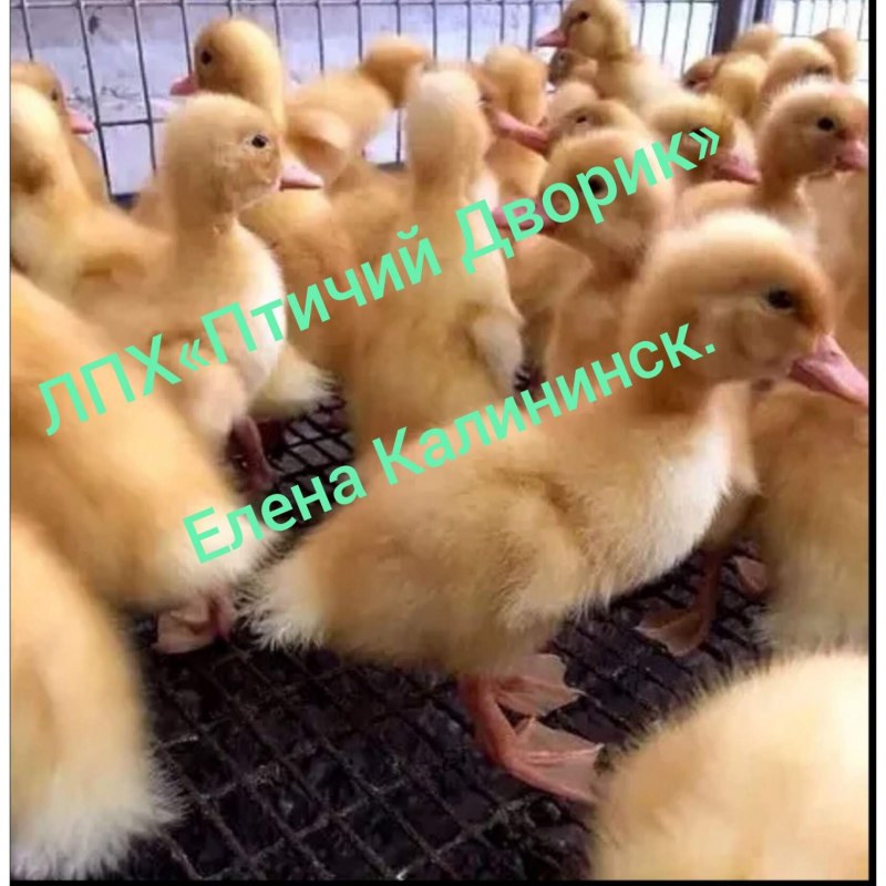 Эльсбери порода уток