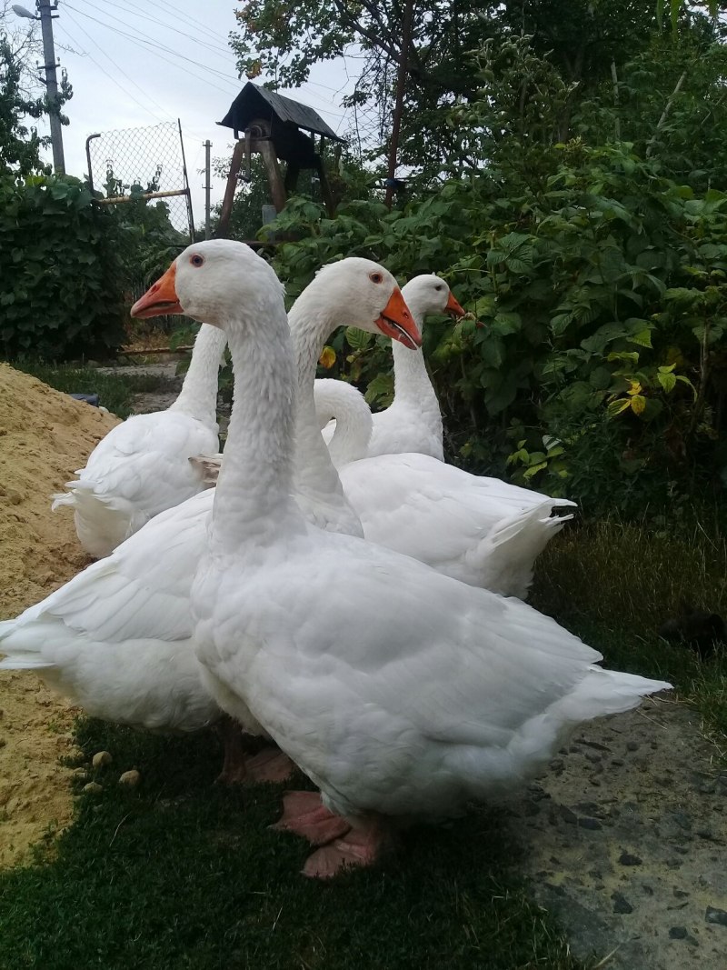 Гуси породы Мамут
