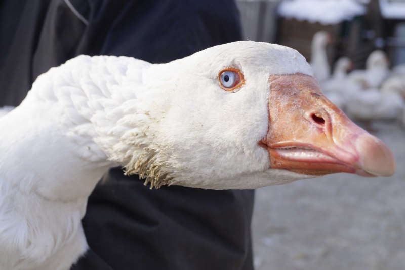 Гуси породы Мамут