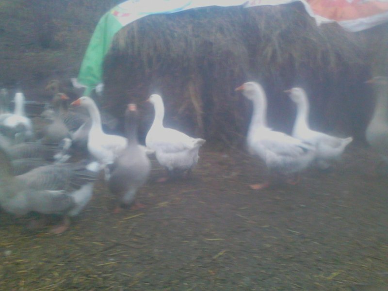 Гуси породы Мамут