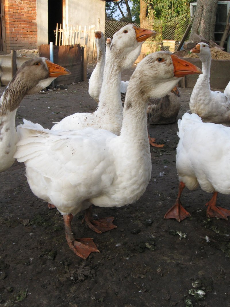 Порода гусей Мамут фото