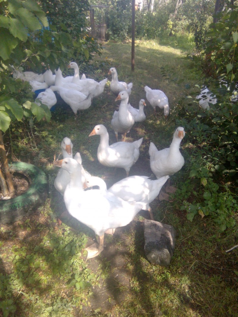 Гуси Мамут датский