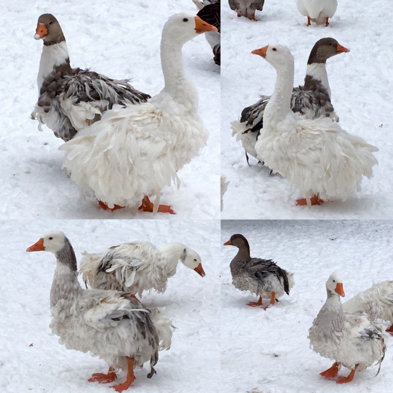 Венгерские гуси