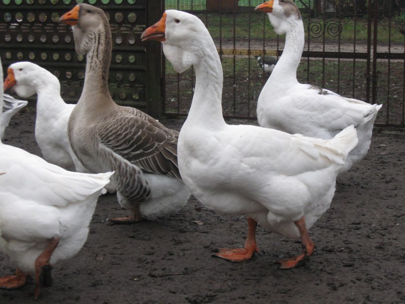 Гуси Мамут датский