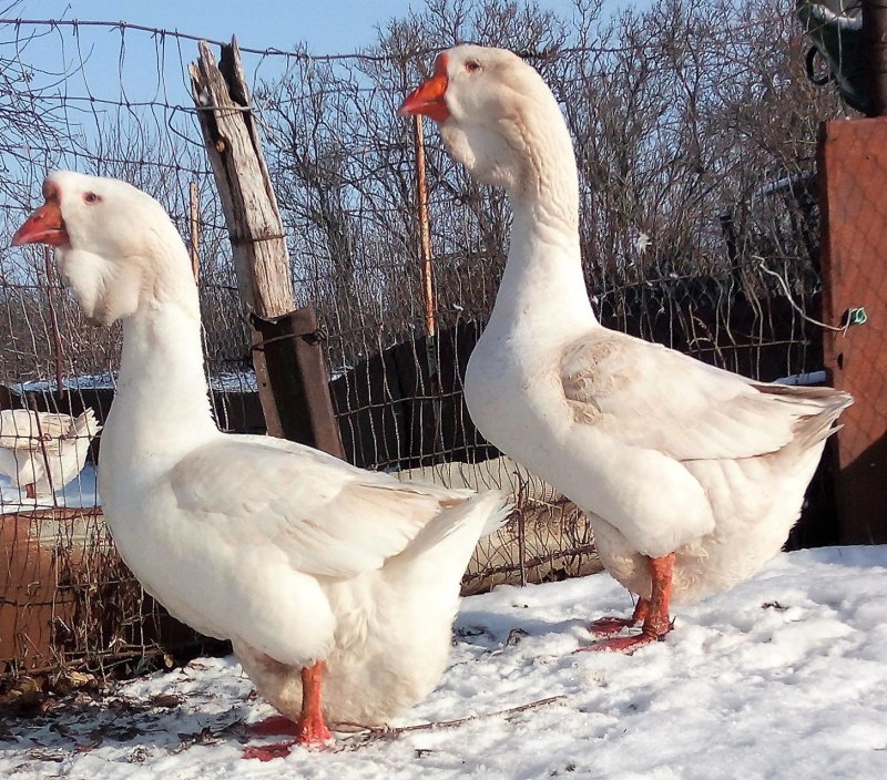 Гуси породы Мамут